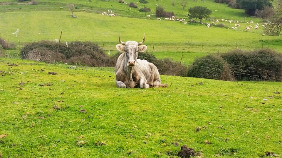 L’isola dei laghi Domus